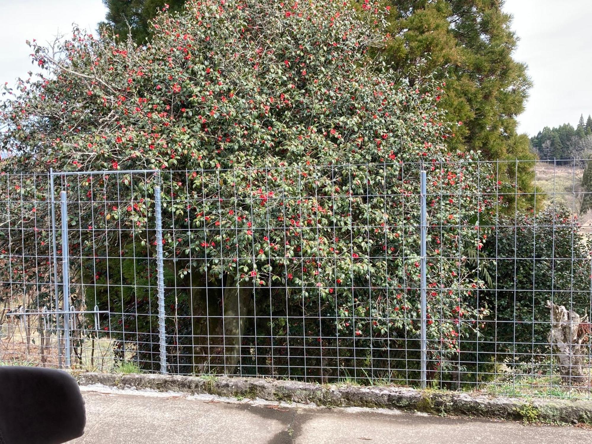 Appartamento 体験型農家民泊「お陽さまと風」 Bungoono Esterno foto