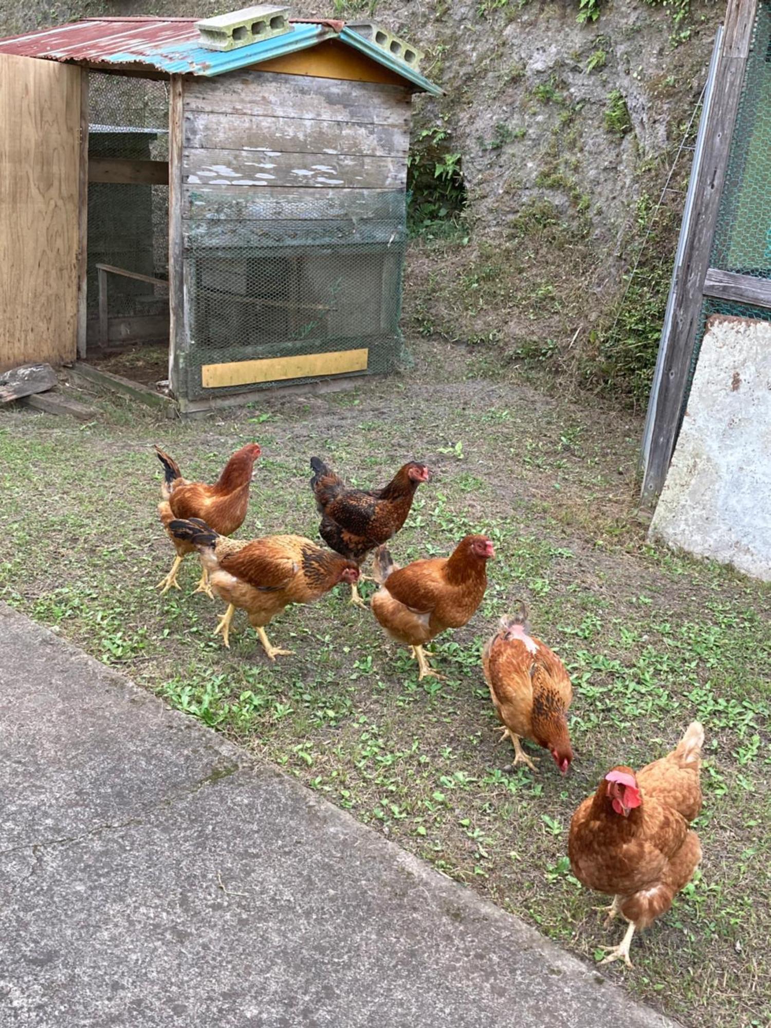 Appartamento 体験型農家民泊「お陽さまと風」 Bungoono Esterno foto