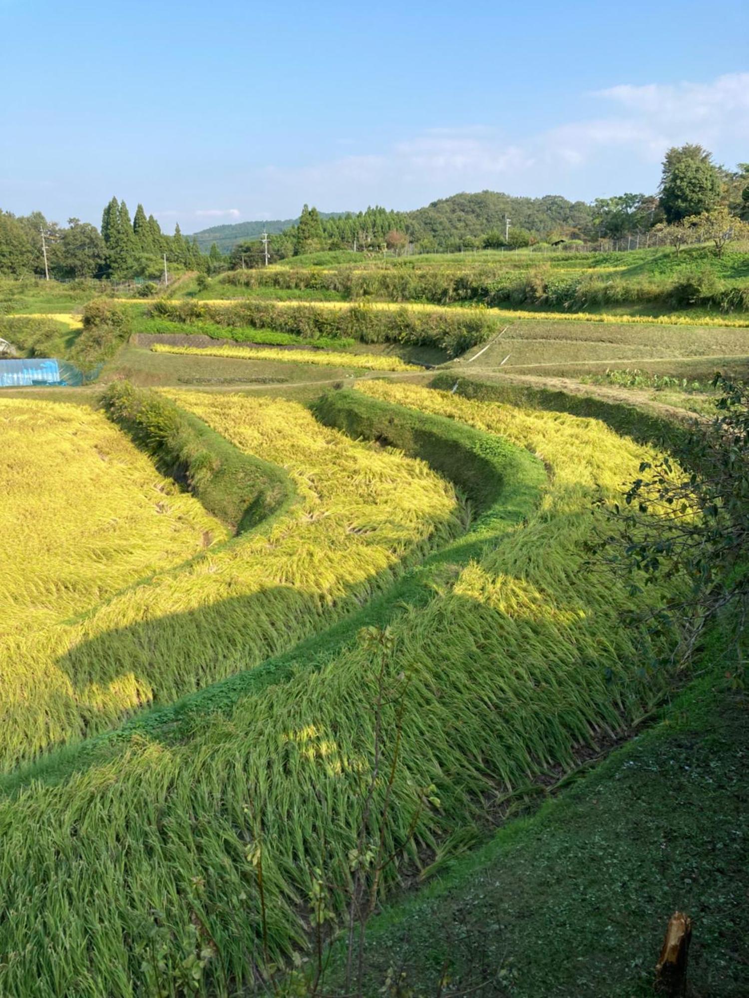 Appartamento 体験型農家民泊「お陽さまと風」 Bungoono Esterno foto