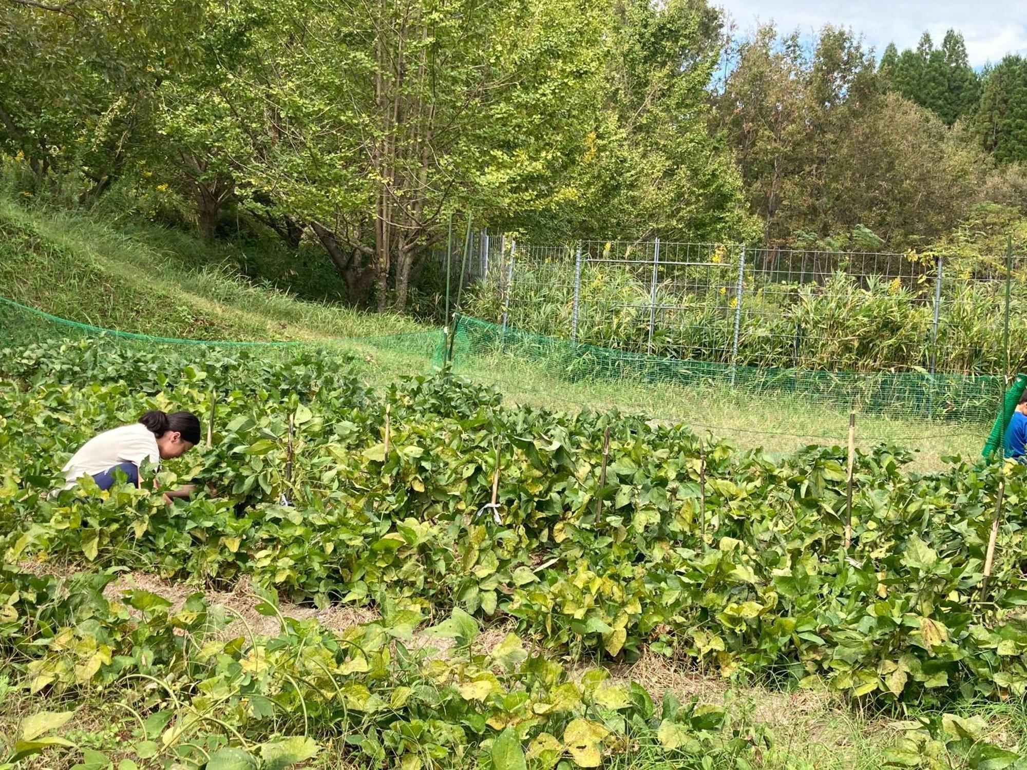 Appartamento 体験型農家民泊「お陽さまと風」 Bungoono Esterno foto